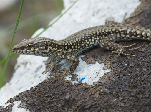 Podarcis muralis